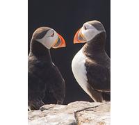 Puffins on the Farne Islands, England UK Journal: 150 page lined notebook/diary