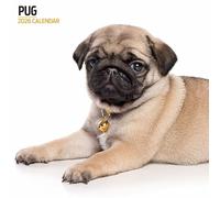Pug 2026 Modern Calendar