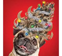 Pug Dog with Funny Hair Style Open Christmas Card by Tracks
