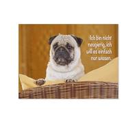 Pug looks attentive，Puzzle 1000 Pieces Jigsaw Puzzles for Adults and Child（75x50cm）-AO8