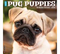 Pug Puppies 2025 Wall