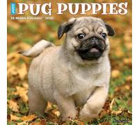 Pug Puppies 2026 12 X 12 Wall Calendar
