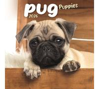Pug Puppies Square Mini Calendar 2026