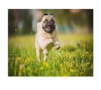 Pug Running Full Speed Across a Dandelion Meadow，Jigsaw Puzzles for Adults 1000 Piece Challenging Game Toys, 1000 Piece Jigsaw Puzzles for Adults Family Decoration Puzzle（50x70cm）-W87