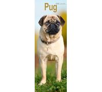 Pug Slim 2026 Calendar | Slimline Wall Calendar | Dog Breed Gift | Plastic Free Packaging | by Avonside Publishing