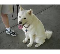 Pug, Weimaraner, Maltese, Soft Coated Wheaten Terrier, Akita