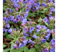 Pulmonaria plug plants. 'Trevi Fountain'. Extra Large Plug Plants x 3. Shade loving perennial. Available from Bedwen Plants