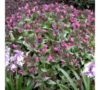 Pulmonaria 'Silver Bouquet'. 2L Plant. Shade loving perennial. Available from Bedwen Plants