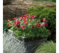 Pulsatilla 'Pulsar Red Shades' 5cm Plant x 2. Tufted Perennial. Pasque Flower. Available from Bedwen Plants.