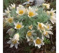 Pulsatilla 'Pulsar White' 5cm Plant x 2. Tufted Perennial. Pasque Flower. Available from Bedwen Plants.