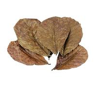 pulunto 10PCS Natural Terminalia Catappa Leaves Aquarium Fish Accessories Tools Water Decoration Tank Treatmen Cleaning Aquarium