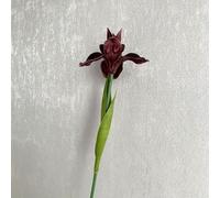 Pumixiy Fake Silk Artificial Iris Flowers Plant for Wedding Decorations, Home Décor and Special Events with Multiple Color Choices and Lifelike Appearance(Red wine)