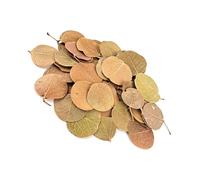 pumpumlia Natural Tree Leaves For Fish Tanks Build Hide Area In South America Styles Aquariums Aquascaping Decoration Aquarium Decoration Leaves