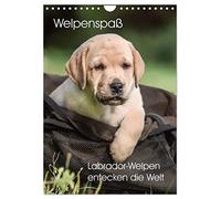Puppy fun - Labrador puppies discover the world UK-Version (Wall Calendar 2026 DIN A4 Portrait), CALVENDO 12 Month Wall Calendar