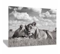 PUQAAEO The Picture of Animal Print On Canvas Mighty lions Artistic Wall Art Painting Artwork Pictures For Home Living Room Modern Decor Decoration(grey120)-70x100cm Framed