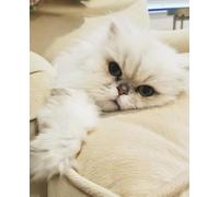Pure Purrfection Notebook: Notes from a Cat Who’s Got It All: For cat mums, dads, lovers, and admirers of luxury fluff
