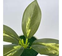 PureBowlic Realistic 4-Leaf Artificial Potted Plant, Soft Rubber Fake Foliage For Office Desk Decor, Wedding Centerpiece And Display, Handcrafted For Mini Greenery For Natural Look, 9Cm Height