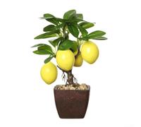 PureBowlic Realistic Artificial Fruit Tree Bonsai: Miniature Plastic Potted Plant With Red Fruit, Lemon Or Pomegranate, No Fake Flower Pot For Office Desk, Living Room Tabletop Centerpiece Decor(D)