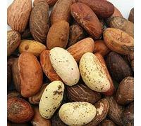 Purelyagro Bitter Kola Nut (Cola Nuts) Fresh Garcinia Kola Approx 500g - Namijin goro - Aki ilu -Orogbo Nigerian hand Picked Bitter Kola IMPORTED Well Packaged