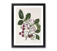 Puriri Vitex Lucens Flowers By Sarah Featon Vintage Framed Wall Art Print, Ready to Hang Picture for Living Room Bedroom Home Office Décor, Black A3 (34 x 46 cm)