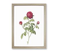 Purple Agatha Rose By Pierre Joseph Redoute Vintage Framed Print | A2 Oak Framed Wall Art | Ready to Hang | Classic Floral Picture | Living Room Bedroom Lounge Office