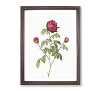 Purple Agatha Rose By Pierre Joseph Redoute Vintage Framed Print | A2 Walnut Framed Wall Art | Ready to Hang | Classic Floral Picture | Living Room Bedroom Lounge Office