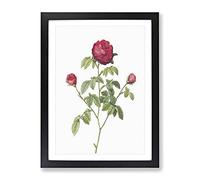 Purple Agatha Rose By Pierre Joseph Redoute Vintage Framed Print | A3 Black Framed Wall Art | Ready to Hang | Classic Floral Picture | Living Room Bedroom Lounge Office