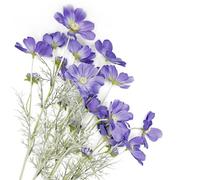 Purple Artificial Flowers Calliopsis Silk Flower Arrangements, 4 Pcs Long Stem Cosmos Plastic Flowers for Vase, 23.6 Inch Wildflowers Artificial Flowers Bulk for Decor, Wedding Centerpieces, Garden