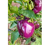 Purple Beauty Sweet Pepper Seeds - 10 Fresh Seeds