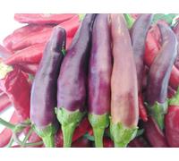 Purple Cayenne Chilli Seeds - 10 Fresh Seeds