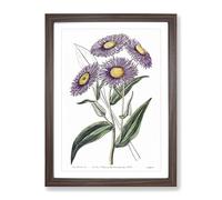 Purple Daisy Flowers Vintage Framed Print | A4 Walnut Framed Wall Art | Ready to Hang | Classic Floral Picture | Living Room Bedroom Lounge Office