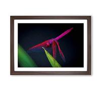 Purple Dragonfly Framed Print | A2 Walnut Framed Wall Art | Ready to Hang | Modern Animal Picture | Living Room Bedroom Lounge Office