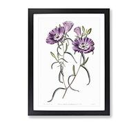 Purple Evening Primrose Flowers Vintage Framed Print | A2 Black Framed Wall Art | Ready to Hang | Classic Floral Picture | Living Room Bedroom Lounge Office