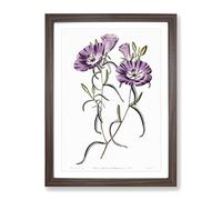 Purple Evening Primrose Flowers Vintage Framed Print | A4 Walnut Framed Wall Art | Ready to Hang | Classic Floral Picture | Living Room Bedroom Lounge Office