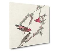 Purple Finch Birds by John James Audubon Canvas Print | Gallery Wrapped 30mm Frame Wall Art | 14x14 inches | Ready to Hang | Modern Bird Picture | Living Room Bedroom Lounge Office
