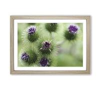 Purple Flower Globe Thistles Framed Print | A2 Oak Framed Wall Art | Ready to Hang | Modern Map Picture | Living Room Bedroom Lounge Office