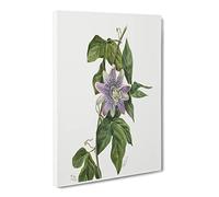 Purple Flower Study Flowers By Mary Vaux Walcott Canvas Print | Gallery Wrapped 30mm Frame Wall Art | 30x20 inches | Ready to Hang | Retro Floral Picture | Living Room Bedroom Lounge Office