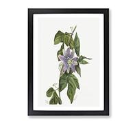 Purple Flower Study Flowers By Mary Vaux Walcott Vintage Framed Wall Art Print, Ready to Hang Picture for Living Room Bedroom Home Office Décor, Black A4 (34 x 25 cm)