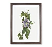 Purple Flower Study Flowers By Mary Vaux Walcott Vintage Framed Wall Art Print, Ready to Hang Picture for Living Room Bedroom Home Office Décor, Walnut A4 (34 x 25 cm)