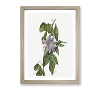 Purple Flower Study Flowers By Mary Vaux Walcott Vintage Framed Wall Art Print, Ready to Hang Picture for Living Room Bedroom Home Office Décor, Oak A3 (34 x 46 cm)