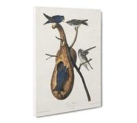 Purple Martin Birds By John James Audubon Canvas Print | Gallery Wrapped 30mm Frame Wall Art | 30x20 inches | Ready to Hang | Retro Bird Picture | Living Room Bedroom Lounge Office
