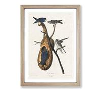 Purple Martin Birds by John James Audubon Framed Print | A2 Oak Framed Wall Art | Ready to Hang | Modern Nature Picture | Living Room Bedroom Lounge Office