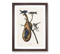 Purple Martin Birds by John James Audubon Framed Print | A2 Walnut Framed Wall Art | Ready to Hang | Modern Nature Picture | Living Room Bedroom Lounge Office