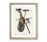 Purple Martin Birds By John James Audubon Vintage Framed Print | A2 Oak Framed Wall Art | Ready to Hang | Classic Nature Picture | Living Room Bedroom Lounge Office