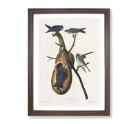 Purple Martin Birds By John James Audubon Vintage Framed Print | A2 Walnut Framed Wall Art | Ready to Hang | Classic Nature Picture | Living Room Bedroom Lounge Office