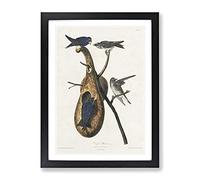 Purple Martin Birds By John James Audubon Vintage Framed Print | A4 Black Framed Wall Art | Ready to Hang | Classic Nature Picture | Living Room Bedroom Lounge Office
