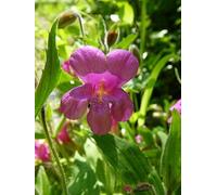 Purple Monkeyflower Flower Essence 30ml Dosage Prepared from FES Stock Essences