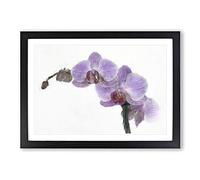 Purple Orchids in Bloom Painting Framed Print | A2 Black Framed Wall Art | Ready to Hang | Modern Historical Picture | Living Room Bedroom Lounge Office