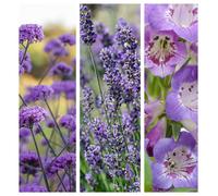 Purple Passion (3 x 9cm Pots)