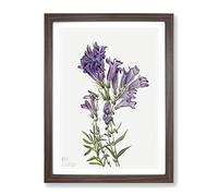 Purple Pentstemon Flowers By Mary Vaux Walcott Vintage Framed Print | A4 Walnut Framed Wall Art | Ready to Hang | Classic Floral Picture | Living Room Bedroom Lounge Office